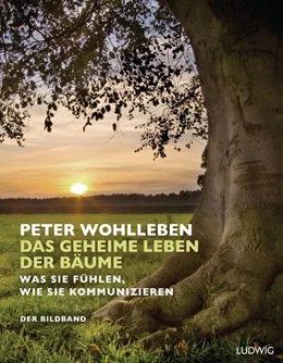 Abbildung von Wohlleben | Das geheime Leben der Bäume | 1. Auflage | 2016 | beck-shop.de