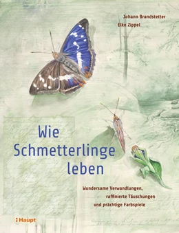 Abbildung von Brandstetter / Zippel | Wie Schmetterlinge leben | 1. Auflage | 2019 | beck-shop.de