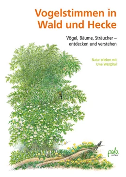 Abbildung von Westphal | Vogelstimmen in Wald und Hecke | 1. Auflage | 2022 | beck-shop.de