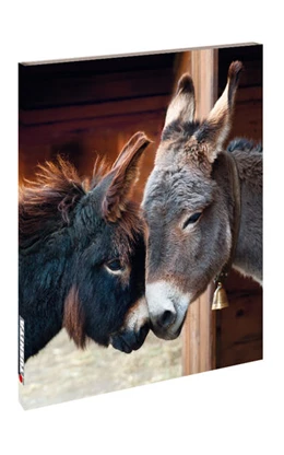 Abbildung von Donkey | 1. Auflage | 2021 | beck-shop.de