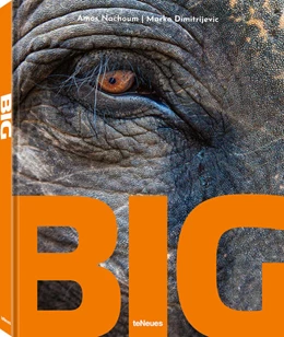 Abbildung von Nachoum / Dimitrijevic | BIG | 1. Auflage | 2022 | beck-shop.de