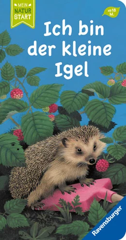 Abbildung von Stottele | Ich bin der kleine Igel | 1. Auflage | 2023 | beck-shop.de