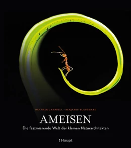 Abbildung von Campbell / Blanchard | Ameisen | 1. Auflage | 2024 | beck-shop.de