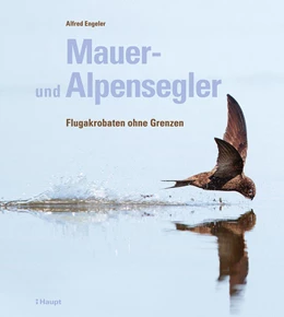 Abbildung von Engeler | Mauer- und Alpensegler | 1. Auflage | 2025 | beck-shop.de