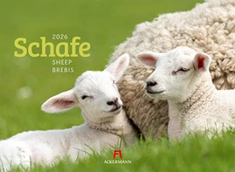 Abbildung von Ackermann Kunstverlag GmbH | Schafe Kalender 2026 | 1. Auflage | 2025 | beck-shop.de