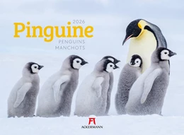 Abbildung von Ackermann Kunstverlag GmbH | Pinguine Kalender 2026 | 1. Auflage | 2025 | beck-shop.de