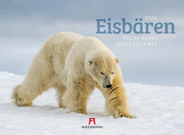 Abbildung von Ackermann Kunstverlag GmbH | Eisbären Kalender 2026 | 1. Auflage | 2025 | beck-shop.de