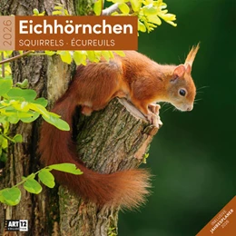 Abbildung von Ackermann Kunstverlag GmbH | Eichhörnchen Kalender 2026 - 30x30 | 1. Auflage | 2025 | beck-shop.de