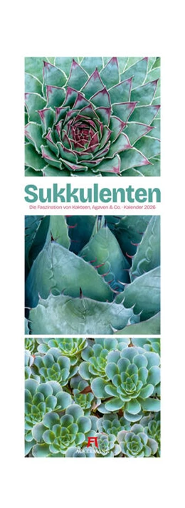 Abbildung von Ackermann Kunstverlag GmbH | Sukkulenten Triplet-Kalender 2026 | Kakteen, Agaven & Co | 1. Auflage | 2025 | beck-shop.de