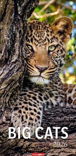 Abbildung von Big Cats Kalender 2026 | 1. Auflage | 2025 | beck-shop.de