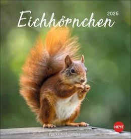 Abbildung von Heye | Eichhörnchen Postkartenkalender 2026 | 1. Auflage | 2025 | beck-shop.de