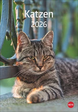 Abbildung von Heye | Katzen Kalender 2026 | 1. Auflage | 2025 | beck-shop.de