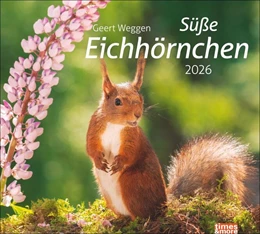 Abbildung von times&more Eichhörnchen Bildkalender 2026 | 1. Auflage | 2025 | beck-shop.de