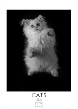Abbildung von Cats schwarz-weiss Kalender 2026 - Wandkalender | Fotokalender Tier schwarz-weiss 29x21cm - Katzenkalender | Perfekt für Katzenliebhaber und Tierfans | 1. Auflage | 2025 | beck-shop.de