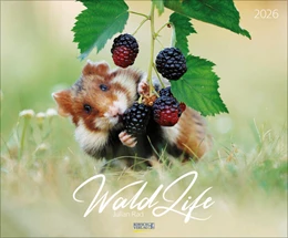 Abbildung von Korsch | WaldLife 2026 | 1. Auflage | 2025 | beck-shop.de