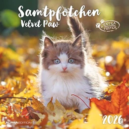 Abbildung von Alpha Edition | Samtpfötchen 2026 - Broschürenkalender 30x30 cm (30x60 geöffnet) - Kalender mit Platz für Notizen - inkl. herausnehmbarem Poster - Bildkalender | 1. Auflage | 2025 | beck-shop.de