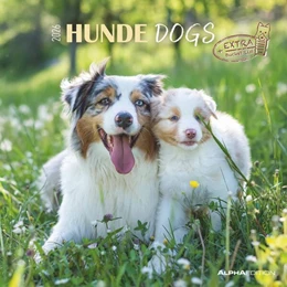 Abbildung von Alpha Edition | Hunde 2026 - Broschürenkalender 30x30 cm (30x60 geöffnet) - Kalender mit Platz für Notizen - Dogs - Bildkalender - Wandkalender - Hundekalender | 1. Auflage | 2025 | beck-shop.de