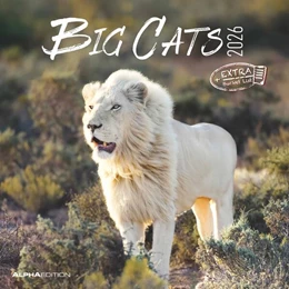 Abbildung von Alpha Edition | Big Cats 2026 - Broschürenkalender 30x30 cm (30x60 geöffnet) - Kalender mit Platz für Notizen - Big Cats - Bildkalender - Wandplaner - Alpha Edition | 1. Auflage | 2025 | beck-shop.de