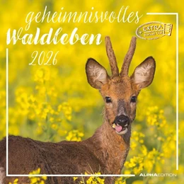 Abbildung von Alpha Edition | Geheimnisvolles Waldleben 2026 - Broschürenkalender 30x30 cm (30x60 geöffnet) - Kalender mit Platz für Notizen - Forest Animals - Bildkalender - Wandkalender | 1. Auflage | 2025 | beck-shop.de