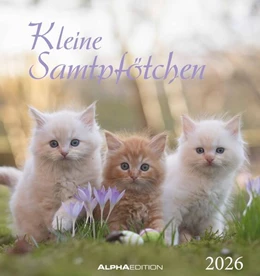 Abbildung von Alpha Edition | Kleine Samtpfötchen 2026 - Postkartenkalender 16x17 cm - Katzen - zum Aufstellen oder Aufhängen - Monatskalendarium - Gadget - Mitbringsel - Alpha Edition | 1. Auflage | 2025 | beck-shop.de