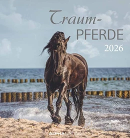 Abbildung von Alpha Edition | Traumpferde 2026 - Postkartenkalender 16x17 cm - Horses - zum Aufstellen oder Aufhängen - Monatskalendarium - Gadget - Mitbringsel - Alpha Edition | 1. Auflage | 2025 | beck-shop.de