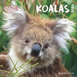Abbildung von Alpha Edition | Koalas 2026 - Broschürenkalender 30x30 cm (30x60 geöffnet) - Kalender mit Platz für Notizen - koala bears - Bildkalender - Wandplaner - Bärenkalender | 1. Auflage | 2025 | beck-shop.de