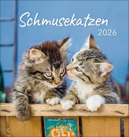 Abbildung von Korsch | Schmusekatzen 2026 | 1. Auflage | 2025 | beck-shop.de
