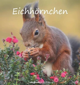Abbildung von Eichhörnchen 2026 - Postkartenkalender im Format 16 x 17 | 1. Auflage | 2025 | beck-shop.de
