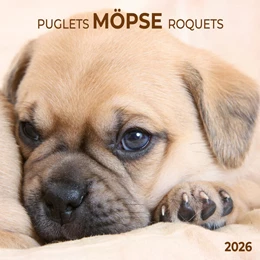Abbildung von Möpse/Puglets 2026 | 1. Auflage | 2025 | beck-shop.de