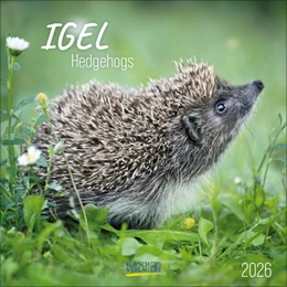 Abbildung von Korsch | Igel 2026 | 1. Auflage | 2025 | beck-shop.de