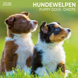 Abbildung von Hundewelpen/Puppy Dogs 2026 | 1. Auflage | 2025 | beck-shop.de