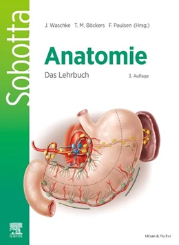 Abbildung von Böckers / Paulsen | Sobotta Anatomie - Das Lehrbuch | 3. Auflage | 2025 | beck-shop.de