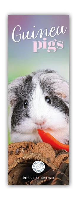 Abbildung von Carousel Calendar | Guniea Pigs - Meerschweinchen 2026 - Slimline-Kalender | 1. Auflage | 2025 | beck-shop.de