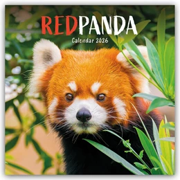 Abbildung von Carousel Calendar | Red Panda - Rote Pandas - Rote Pandabären 2026 - Wand-Kalender | 1. Auflage | 2025 | beck-shop.de
