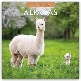 Abbildung von Red | Alpacas - Alpakas 2026 - 16-Monatskalender | 1. Auflage | 2025 | beck-shop.de