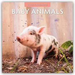 Abbildung von Red | Baby Animals - Tierkinder - Tierbabys 2026 - 16-Monatskalender | 1. Auflage | 2025 | beck-shop.de