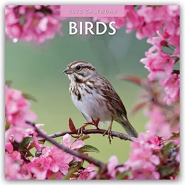 Abbildung von Red | Birds - Vögel 2025 - 16-Monatskalender | 1. Auflage | 2025 | beck-shop.de