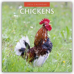 Abbildung von Red | Chickens - Hühner 2026 - 16-Monatskalender | 1. Auflage | 2025 | beck-shop.de