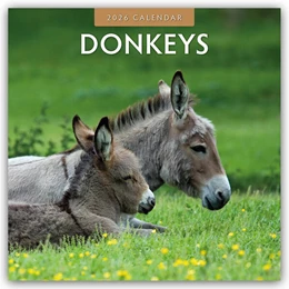 Abbildung von Red | Donkeys - Esel 2026 - 16-Monatskalender | 1. Auflage | 2025 | beck-shop.de