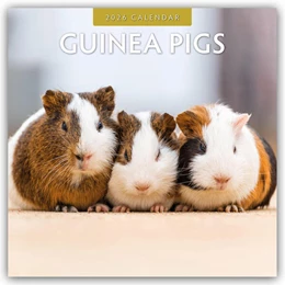 Abbildung von Red | Guinea Pigs - Meerschweinchen 2026 - 16-Monatskalender | 1. Auflage | 2025 | beck-shop.de
