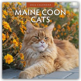 Abbildung von Red | Maine Coon Cats - Maine Coon Katzen 2026 - 16-Monatskalender | 1. Auflage | 2025 | beck-shop.de