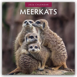 Abbildung von Red | Meerkats - Erdmännchen 2026 - 16-Monatskalender | 1. Auflage | 2025 | beck-shop.de
