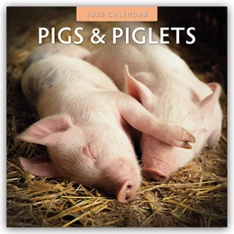 Abbildung von Red | Pigs & Piglets - Schweine & Ferkel 2026 - 16-Monatskalender | 1. Auflage | 2025 | beck-shop.de