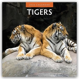 Abbildung von Red | Tigers - Tiger 2026 - 16-Monatskalender | 1. Auflage | 2025 | beck-shop.de