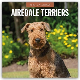 Abbildung von Red | Airdale Terriers - Airdale Terrier 2026 - 16-Monatskalender | 1. Auflage | 2025 | beck-shop.de