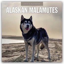 Abbildung von Red | Alaskan Malamutes - Alaskischer Malamute 2026 - 16-Monatskalender | 1. Auflage | 2025 | beck-shop.de