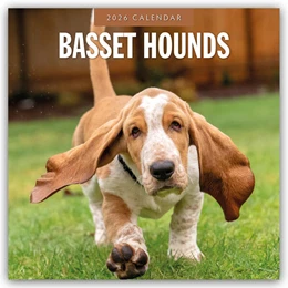 Abbildung von Red | Basset Hounds - Basset Hound 2026 - 16-Monatskalender | 1. Auflage | 2025 | beck-shop.de