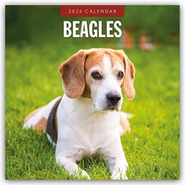 Abbildung von Red | Beagles - Beagle 2026 - 16-Monatskalender | 1. Auflage | 2025 | beck-shop.de