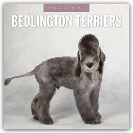 Abbildung von Red | Bedlington Terrier - Bedlington Terriers 2026 - 16-Monatskalender | 1. Auflage | 2025 | beck-shop.de