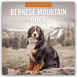 Abbildung von Red | Bernese Mountain Dog - Berner Sennenhund 2026 - 16-Monatskalender | 1. Auflage | 2025 | beck-shop.de